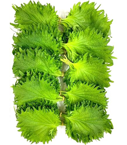 Amazon.co.jp: 【愛知県産】 大葉 青しそ あおじそ Lサイズ 1パック